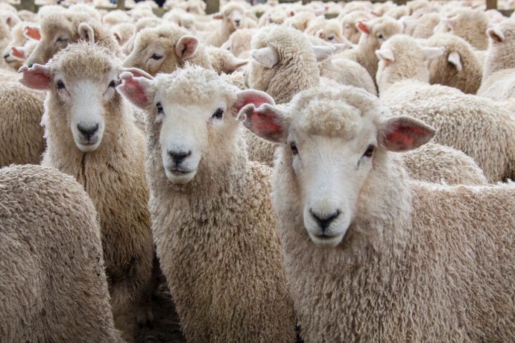 Sheep for wool.