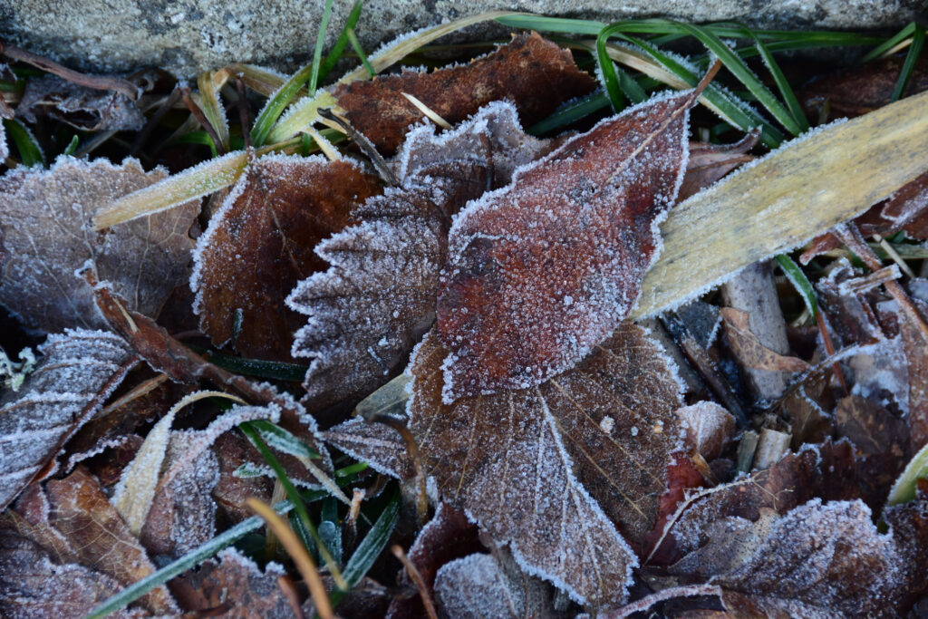 frost on fall leaves