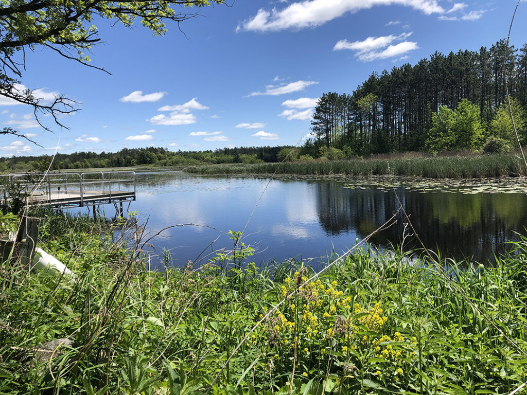 The lake at the Hayward Hospital.