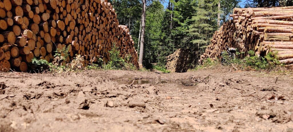 a log corridor on a bikepacking trip