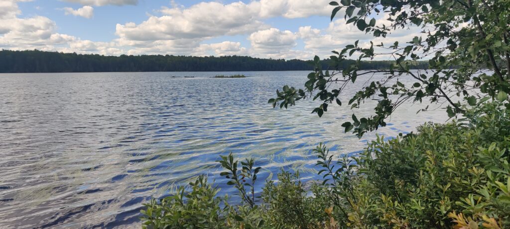 a floating bog in the middle of a lake