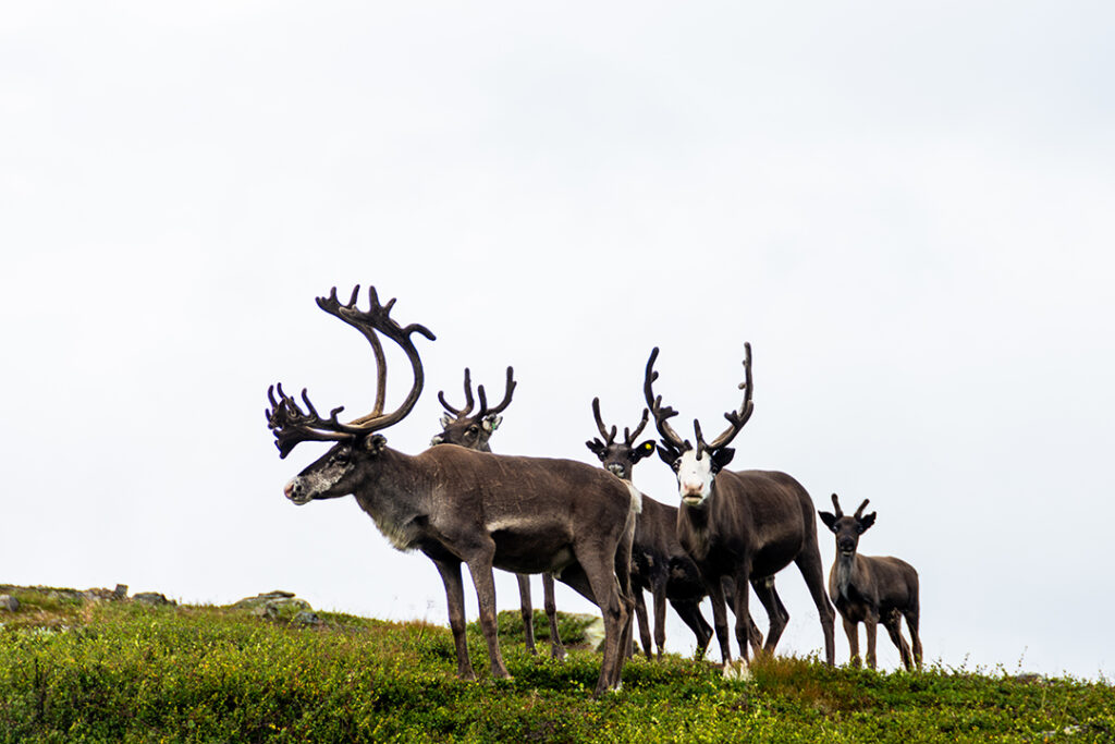 Some reindeer in Lomsdal-Visten National Park. Sami traditionally herded reindeer.