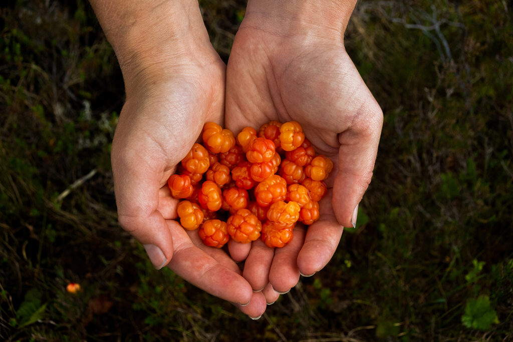 Gorgeous cloudberries surrounded the campsite