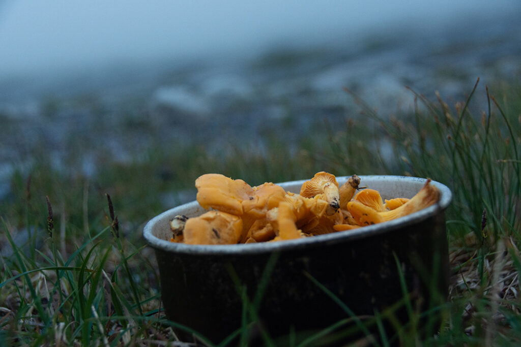 Eating some chanterelles for dinner.