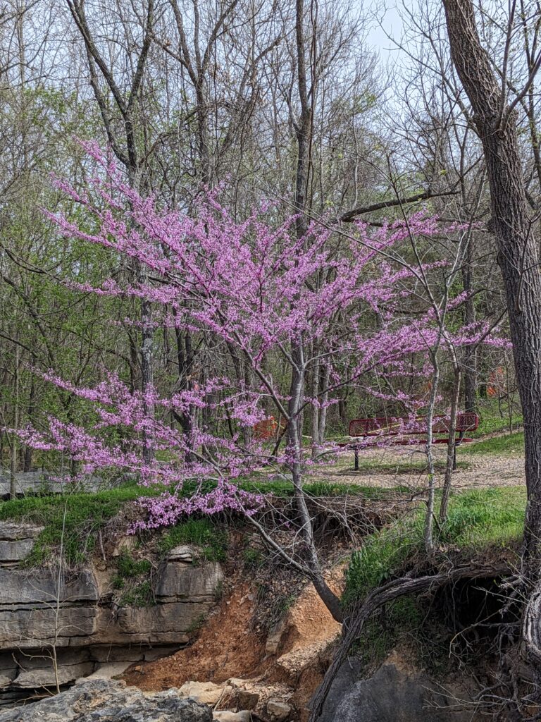 red bud trees along the trail in Bentonville, AR